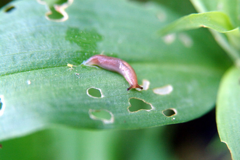 민달팽이 Incilaria confusa (Korean Land Slug); DISPLAY FULL IMAGE.