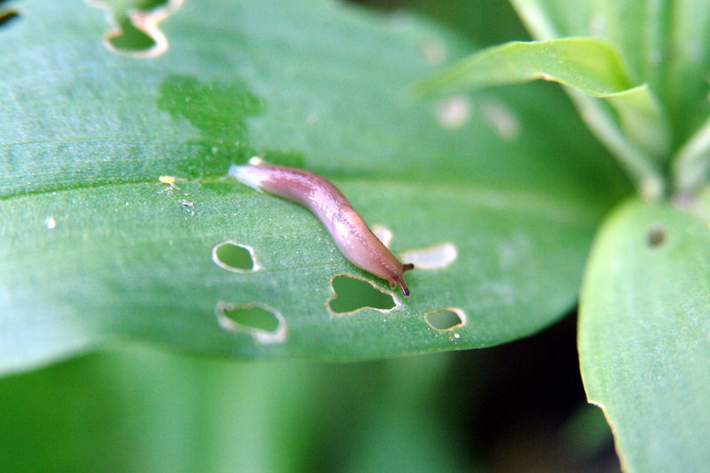 민달팽이 Incilaria confusa (Korean Land Slug); DISPLAY FULL IMAGE.