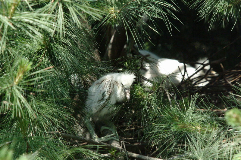 새끼 쇠백로 Egretta garzetta garzetta (Little Egret); DISPLAY FULL IMAGE.