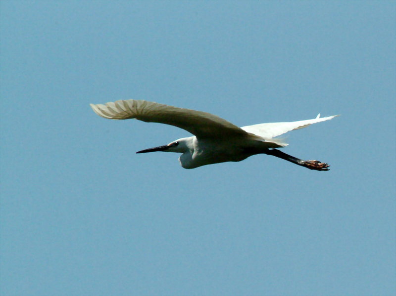 쇠백로(비행) Egretta garzetta garzetta (Little Egret); DISPLAY FULL IMAGE.