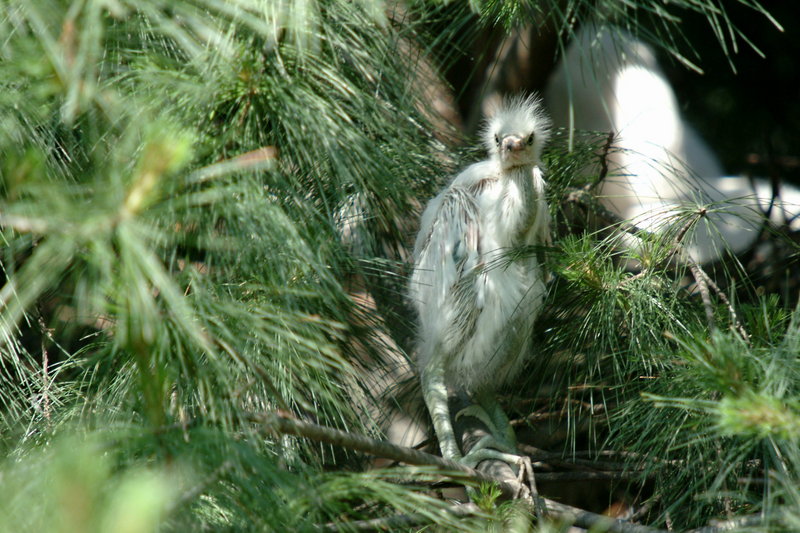 새끼 쇠백로 Egretta garzetta garzetta (Little Egret); DISPLAY FULL IMAGE.