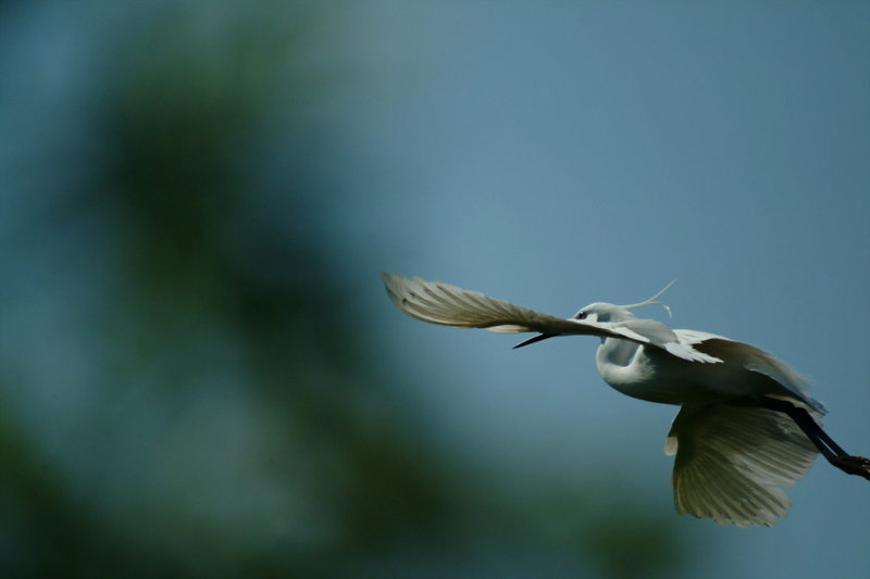 쇠백로(비행) Egretta garzetta garzetta (Little Egret in flight); DISPLAY FULL IMAGE.