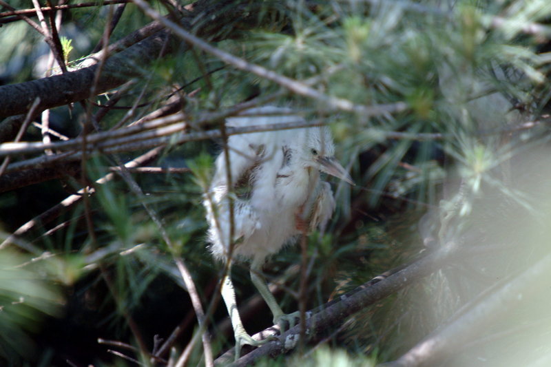 새끼 쇠백로 Egretta garzetta garzetta (Little Egret chick); DISPLAY FULL IMAGE.
