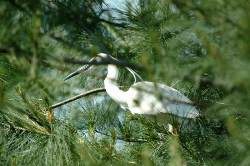 쇠백로 Egretta garzetta garzetta (Little Egret); DISPLAY FULL IMAGE.
