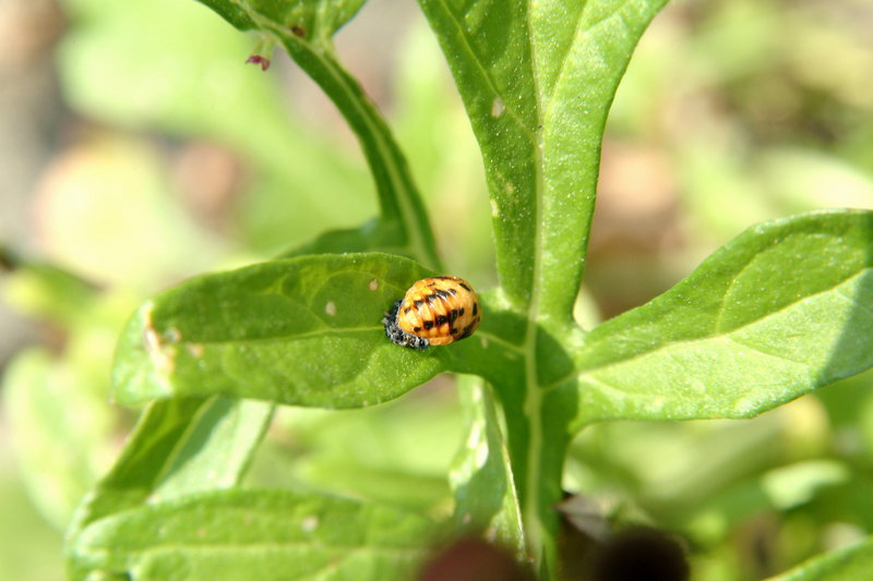 무당벌레 번데기 (Ladybug's pupae); DISPLAY FULL IMAGE.