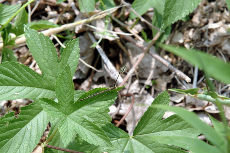 교미중인 방울실잠자리 Platycnemis phillopoda (Leaf-legged Damselfly); DISPLAY FULL IMAGE.