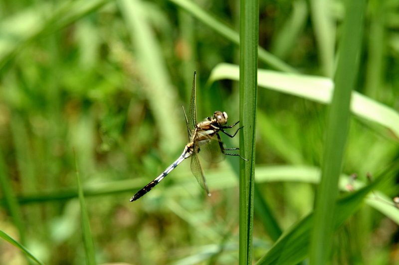 밀잠자리 종류(Dragonfly) --> 밀잠자리(반성숙 수컷) Orthetrum albistylum speciosum; DISPLAY FULL IMAGE.