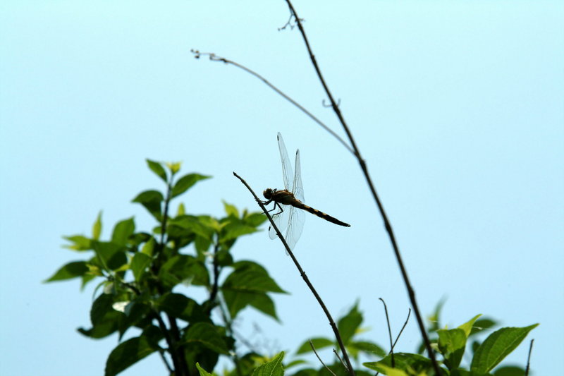 밀잠자리 종류(Dragonfly); DISPLAY FULL IMAGE.