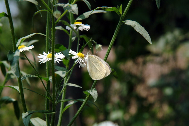 배추흰나비 Artogeia rapae (Common Cabbage White Butterfly); DISPLAY FULL IMAGE.