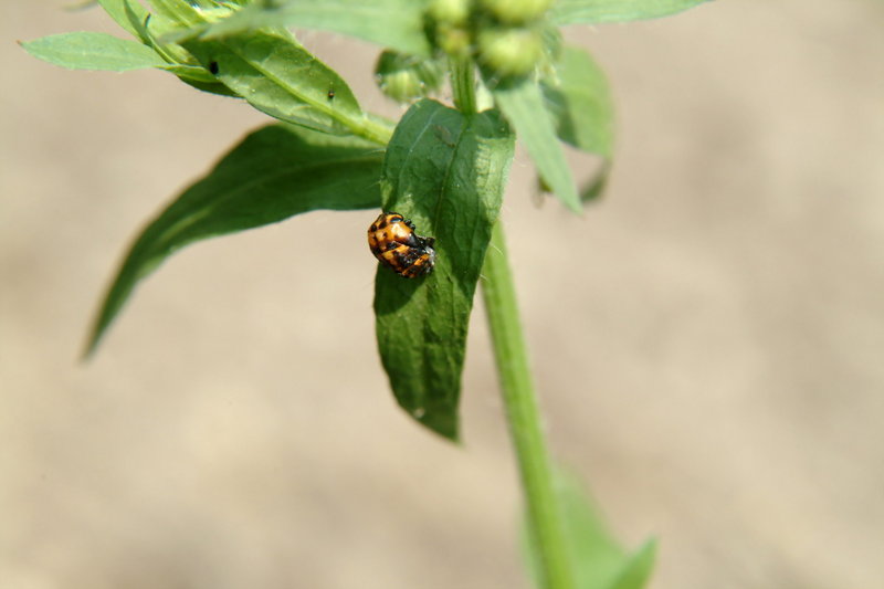 무당벌레의 번데기 (Ladybug's pupae); DISPLAY FULL IMAGE.