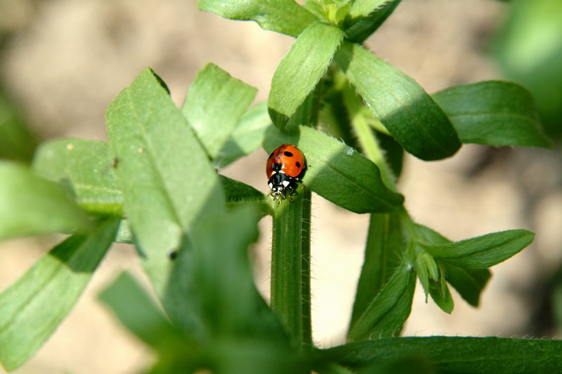 칠성무당벌레 Coccinella septempunctata (Seven-spot Ladybird); DISPLAY FULL IMAGE.