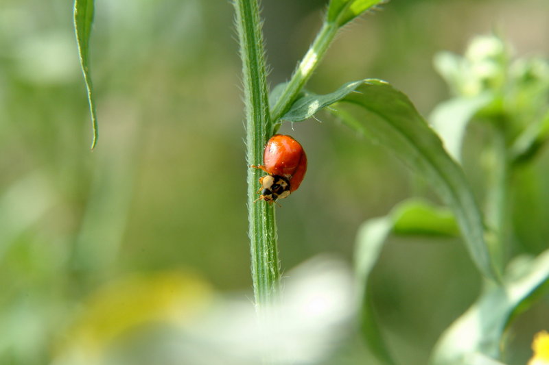 무당벌레 (Ladybird); DISPLAY FULL IMAGE.