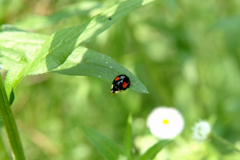 애홍점박이무당벌레 Chilocorus kuwanae (Red-spotted Black Lady Beetle); DISPLAY FULL IMAGE.