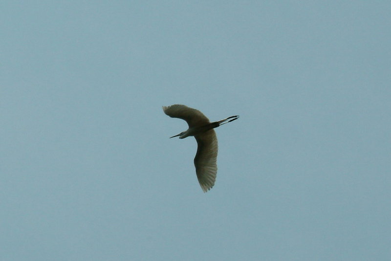 중대백로의 비상 Egretta alba modesta (Large Egret); DISPLAY FULL IMAGE.
