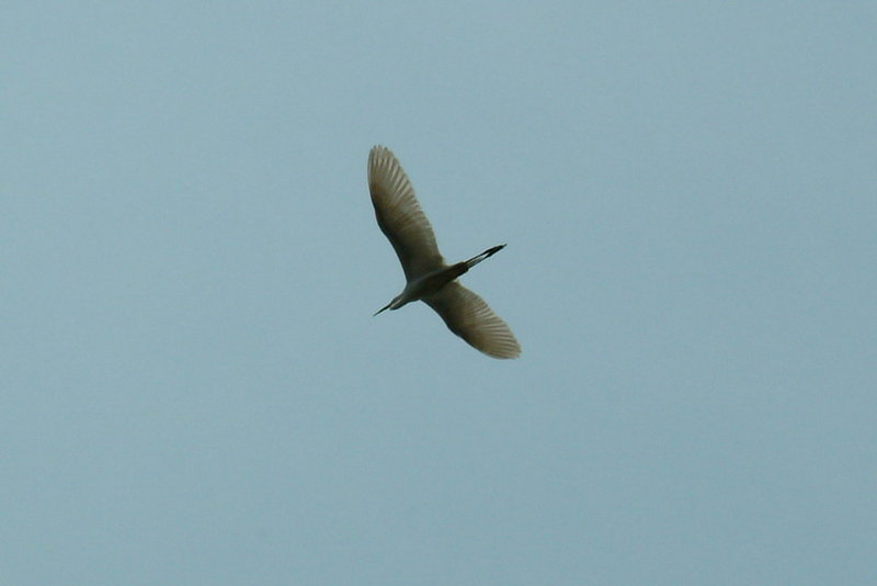 중대백로의 비상 Egretta alba modesta (Large Egret); DISPLAY FULL IMAGE.
