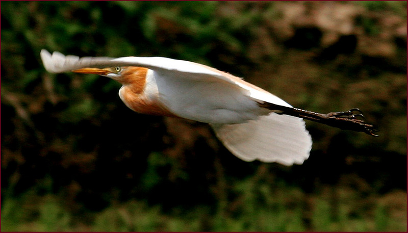 황로 | 황로 Bubulcus ibis (Cattle Egret); DISPLAY FULL IMAGE.