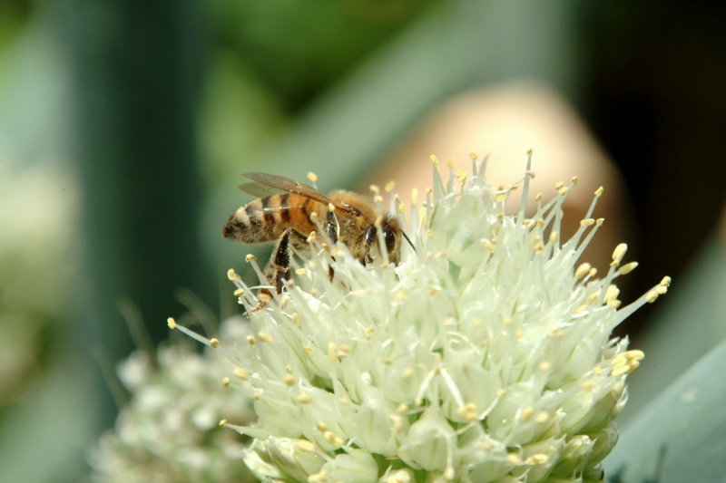 파꽃과 꿀벌 (Honeybee); DISPLAY FULL IMAGE.