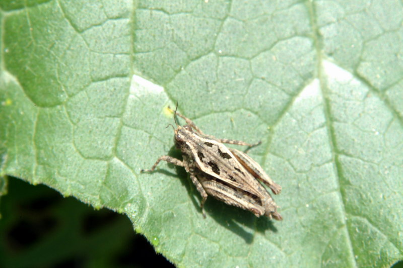 호박잎위의 메뚜기 약충 (Grasshopper instar); DISPLAY FULL IMAGE.
