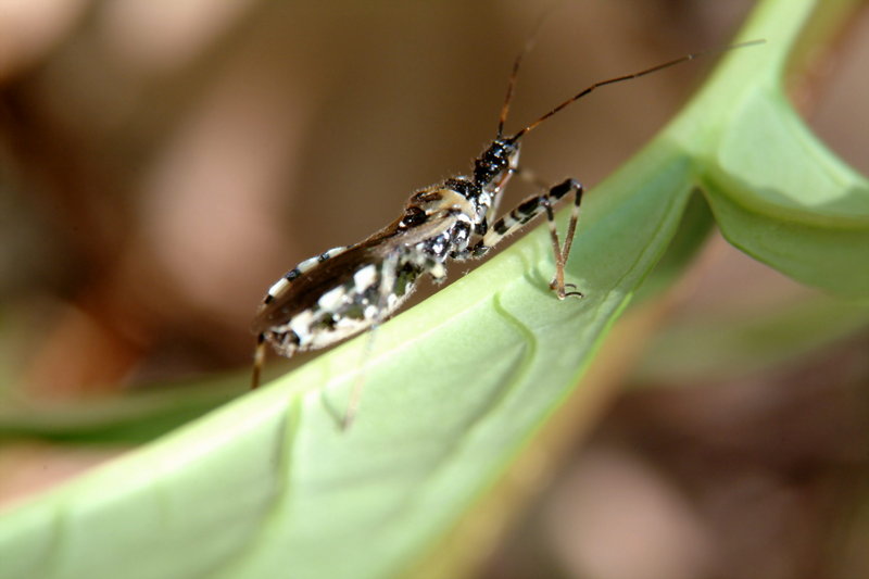 다리무늬침노린재 Sphedanolestes impressicollis (Assassin Bug); DISPLAY FULL IMAGE.