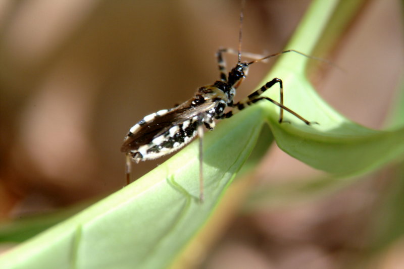 다리무늬침노린재 Sphedanolestes impressicollis (Assassin Bug); DISPLAY FULL IMAGE.