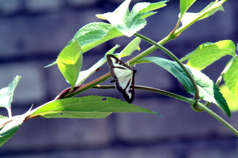회양목명나방 Glyphodes perspectalis (Box-tree Pyralid Moth); DISPLAY FULL IMAGE.