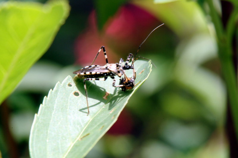 무당벌레 애벌레를 포식하는 다리무늬침노린재 Sphedanolestes impressicollis (Assassin Bug); DISPLAY FULL IMAGE.