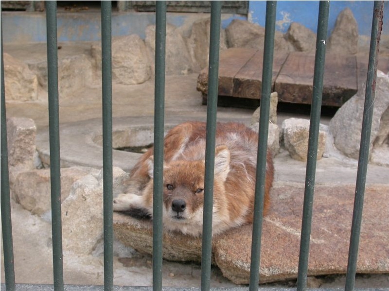 Dhole (Cuon alpinus)[승냥이(아시아들개)]; DISPLAY FULL IMAGE.