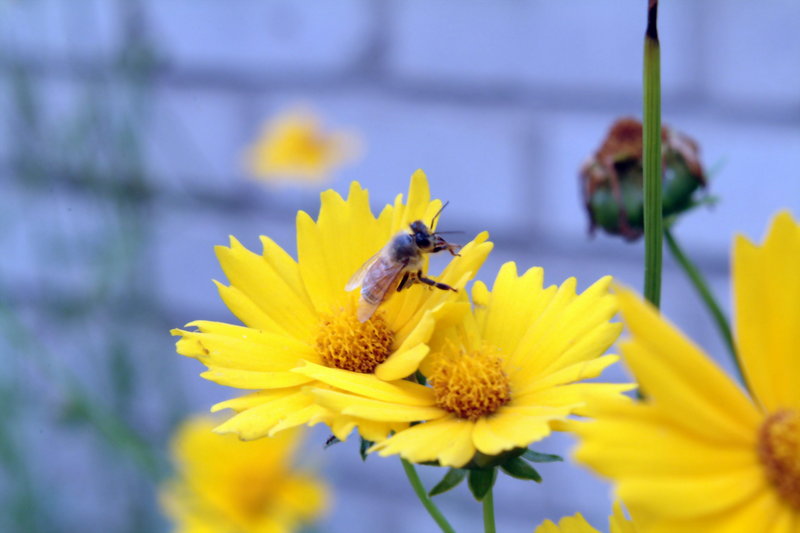 꿀벌 Apis mellifera (Honeybee); DISPLAY FULL IMAGE.