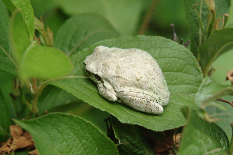 회색 청개구리 Hyla arborea japonica (Far Eastern tree frog); DISPLAY FULL IMAGE.