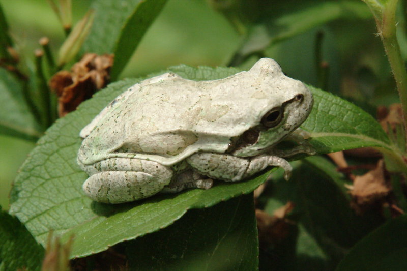 회색 청개구리 Hyla arborea japonica (Far Eastern tree frog); DISPLAY FULL IMAGE.
