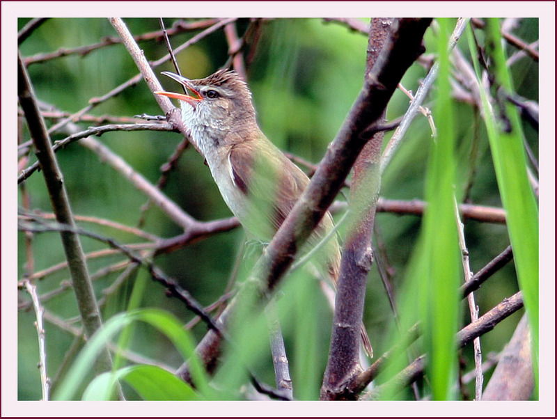울음소리가 아름다운 개개비 | 개개비 Acrocephalus orientalis (Oriental Great Reed-Warbler); DISPLAY FULL IMAGE.