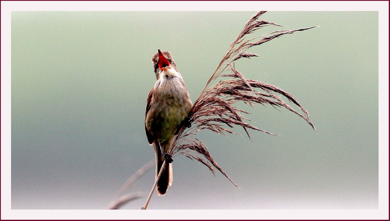 개개비 | 개개비 Acrocephalus orientalis (Oriental Great Reed-Warbler); DISPLAY FULL IMAGE.