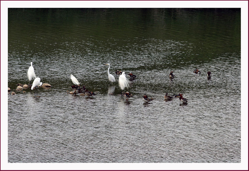 새가 있는 풍경 | 원앙(鴛鴦) Aix galericulata (Mandarin Duck); DISPLAY FULL IMAGE.