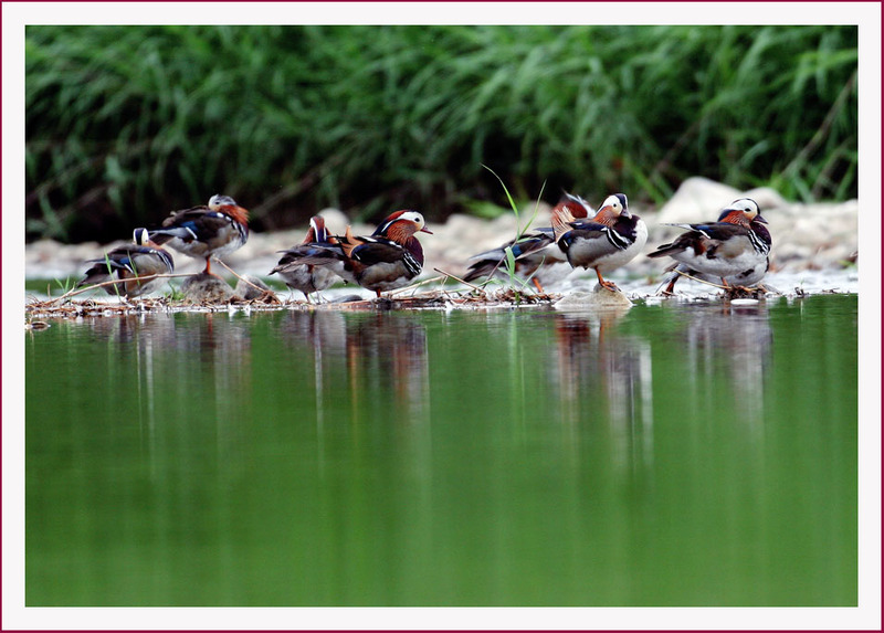쉬고 있는 원앙 / 철원 남대천 | 원앙(鴛鴦) Aix galericulata (Mandarin Duck); DISPLAY FULL IMAGE.