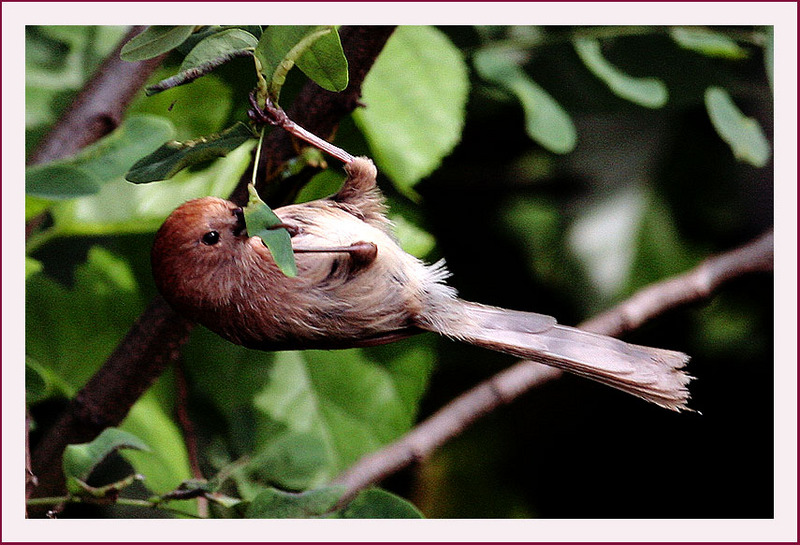 오목눈이 | 붉은머리오목눈이 Paradoxornis webbianus (Vinous-throated Parrotbill); DISPLAY FULL IMAGE.
