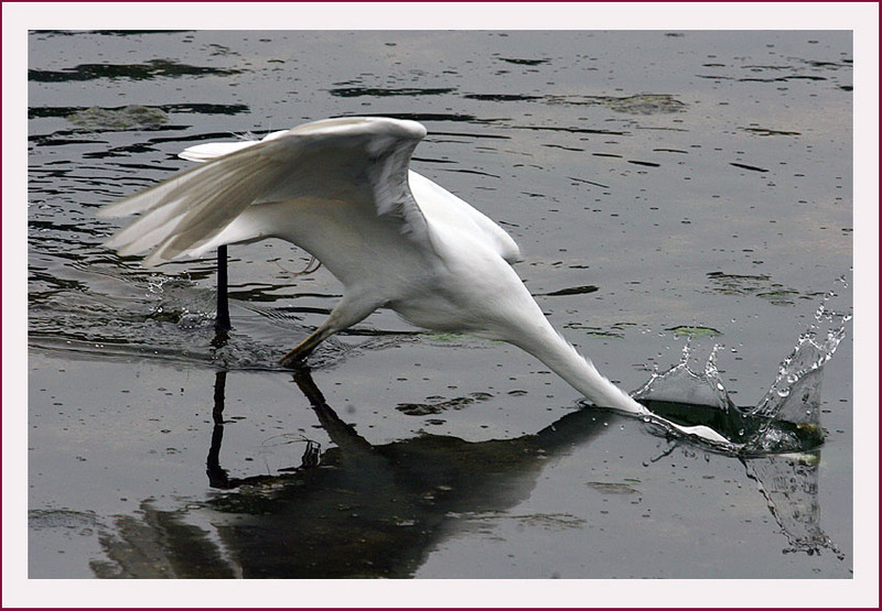결정적 순간 | 중대백로 Egretta alba modesta (Large Egret); DISPLAY FULL IMAGE.