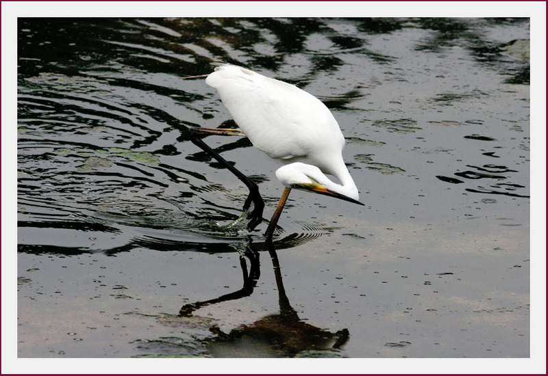 사냥 폼 한 번 멋지지요..? | 중대백로 Egretta alba modesta (Large Egret); DISPLAY FULL IMAGE.