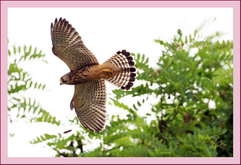 황조롱이의 비행 | 황조롱이 Falco tinnunculus (Common Kestrel); DISPLAY FULL IMAGE.