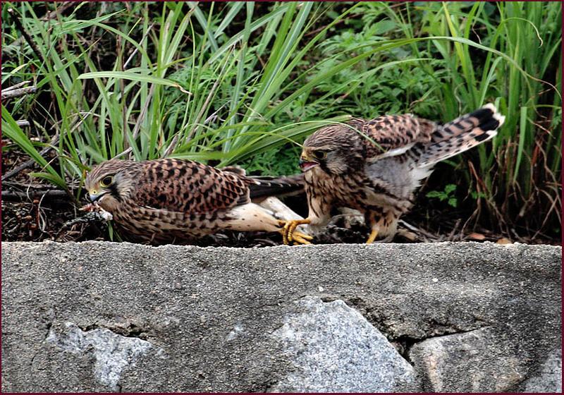 이거 놓지 못해? / 황조롱이 어린새 | 황조롱이 Falco tinnunculus (Common Kestrel); DISPLAY FULL IMAGE.