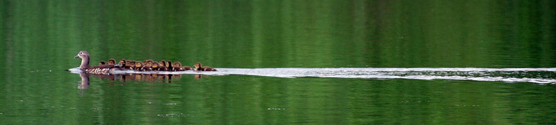 칙칙폭폭...기차놀이하는 원앙이 가족 | 원앙(鴛鴦) Aix galericulata (Mandarin Duck); DISPLAY FULL IMAGE.