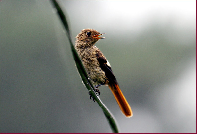 전깃줄에 앉아서 / 어린 딱새 | 딱새 Phoenicurus auroreus (Daurian Redstart); DISPLAY FULL IMAGE.