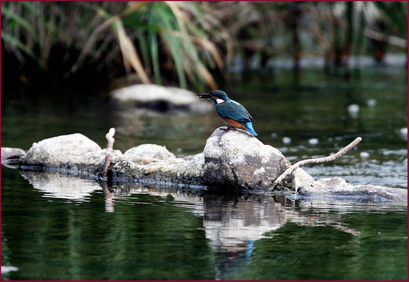 물고기를 낚아챈 물총새 | 물총새 Alcedo atthis bengalensis (Common Kingfisher); DISPLAY FULL IMAGE.
