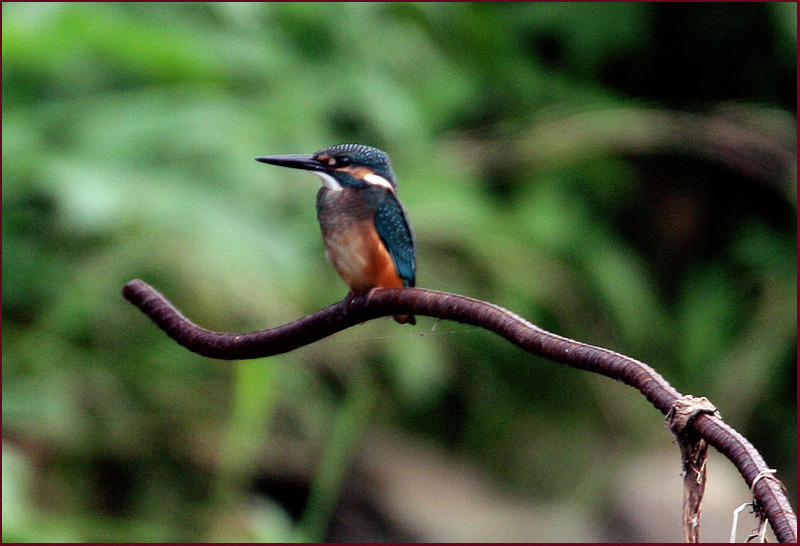 물총새 | 물총새 Alcedo atthis bengalensis (Common Kingfisher); DISPLAY FULL IMAGE.