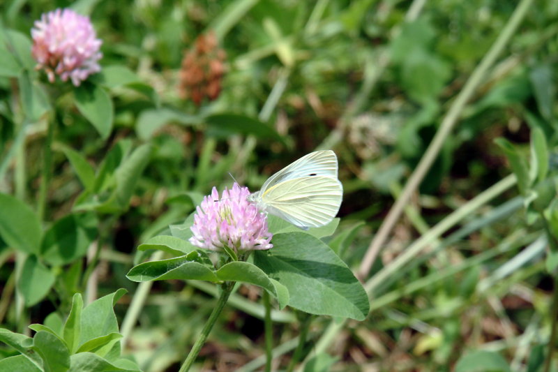 배추흰나비 Artogeia rapae (Common Cabbage White Butterfly); DISPLAY FULL IMAGE.