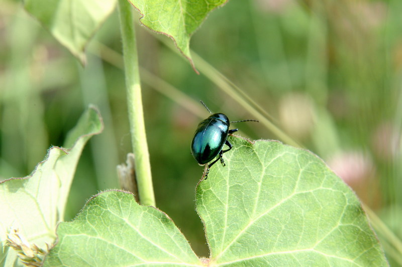 중국청람색잎벌레 Chrysochus chinensis (Chinese Chrysochus Leaf Beetle); DISPLAY FULL IMAGE.