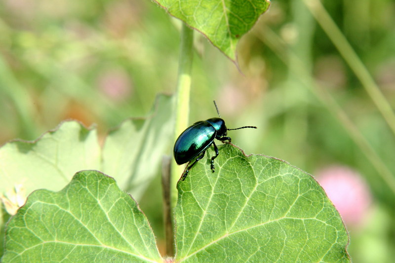 중국청람색잎벌레 Chrysochus chinensis (Chinese Chrysochus Leaf Beetle); DISPLAY FULL IMAGE.