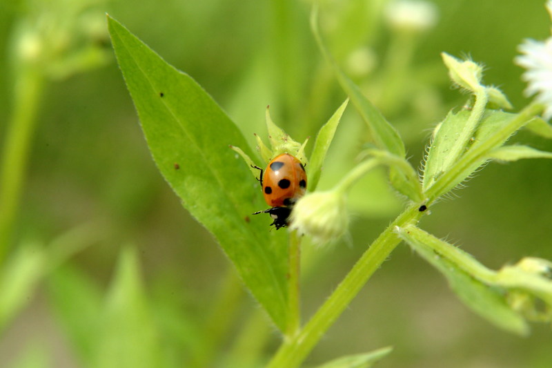 칠성무당벌레 Coccinella septempunctata (Seven-spotted Ladybug); DISPLAY FULL IMAGE.