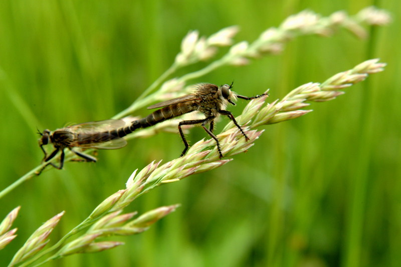 짝짓기하는 파리매 한쌍 Promachus yesonicus (Robberfly); DISPLAY FULL IMAGE.