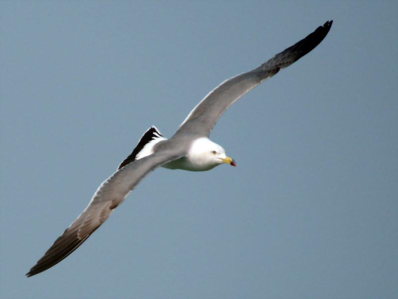 괭이갈매기 Larus crassirostris (Black-tailed Gull); DISPLAY FULL IMAGE.