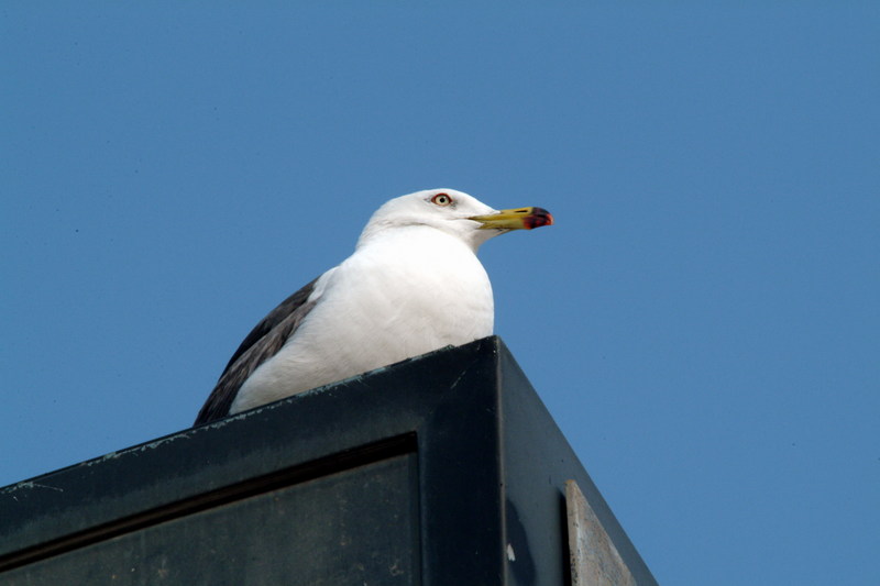 괭이갈매기 Larus crassirostris (Black-tailed Gull); DISPLAY FULL IMAGE.